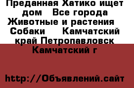 Преданная Хатико ищет дом - Все города Животные и растения » Собаки   . Камчатский край,Петропавловск-Камчатский г.